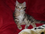 Katze Padme 4 Monate alt.